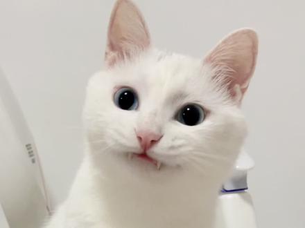 李咪饭:天气越来越热,26℃已经满足不了小猫咪了#萌宠出道计划 #动物