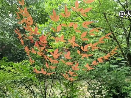 林玉英 -《经典情歌串烧•12首》旋律动听 歌声迷人