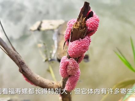 你们知道我为什么,要清理福寿螺卵吗#农村萌宠 #神奇动物在抖音 #福寿螺卵 #真实户外 #外来物种入侵