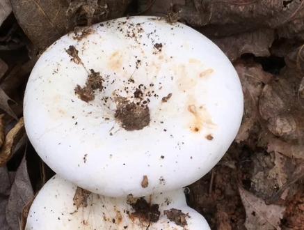 好蘑菇都被老手采走了,新手们采回家这种味道一般般的“石灰菌”,学名:辣乳菇#蘑菇科普