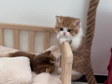 一个坑掉下去两次什么实力不用多说了#萌宠出道计划 #猫咪的迷惑行为 #铲屎官的乐趣