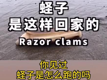你见过蛏子怎么跑的吗