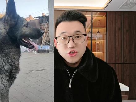 国产猛犬狼青犬为何现在见不到了