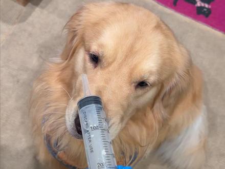 小狗微调能有多大变化 #金毛 #笨笨 #萨摩耶 #鱼丸