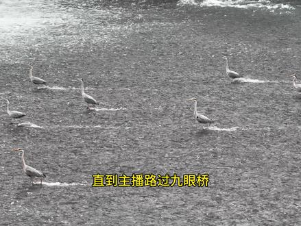 成都的鸟真是仙风道骨,居然会御水飞行。 #九眼桥 #野生鸟类摄影 #成都拍照 #洗脚鸟 #成都旅游