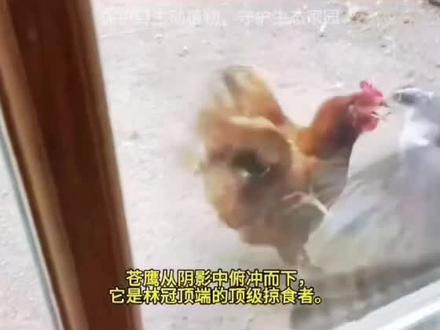 母鸡大战苍鹰 当林冠杀手苍鹰突袭鸡舍,一场地位悬殊... #母鸡战斗机 #万万没想到 #动物成精 #土鸡咯咯