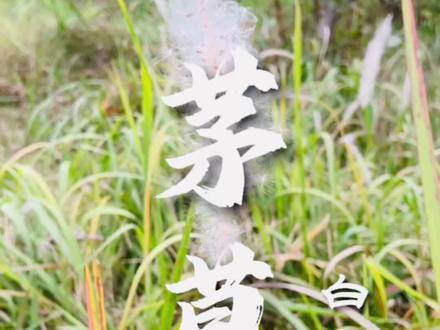 白茅根
白茅根为禾本科植物白茅Imperata cylindrica Beauv.var. major( Nees)C.E.Hubb.的干燥根茎。白茅根具有凉血止血,清热生津,利尿通淋的功效。#中药科普 #常见的中草药 #采药人