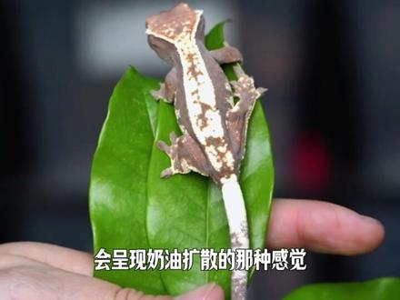 睫角守宫-卡布奇诺
#爬宠 #守宫 #睫角守宫