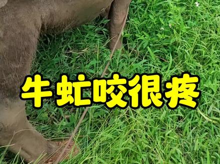 农村水牛吃草。#水牛 #农村 #牛虻 #吃草 #放牛
