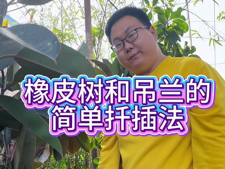 橡皮树和婚礼油画超简单的扦插方法#橡皮树 #橡皮树黑金刚 #婚礼油画吊兰 #橡皮树扦插