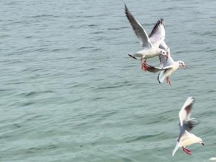 徐州云龙湖海鸥 ,不用去昆明滇池,在徐州也能近距离观赏海鸥,投喂海鸥,海鸥主要聚集在音乐厅附近。#徐州 #云龙湖海鸥