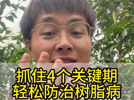 抓住这4个关键时间点,树脂病其实非常好防治。#川渝橘小泰 #耙耙柑管理 #耙耙柑树脂病