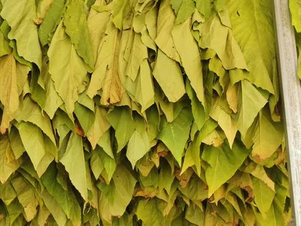 生烟丝为什么要人工发酵?#手卷烟 #烟丝 #烟叶