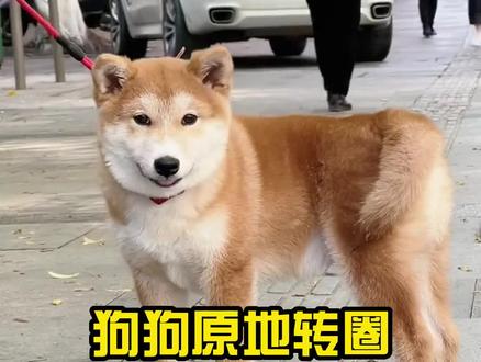 狗狗原地转圈一般有三个原因#狗狗 #萌宠出道计划 #是宠物更是家人 #福来恩