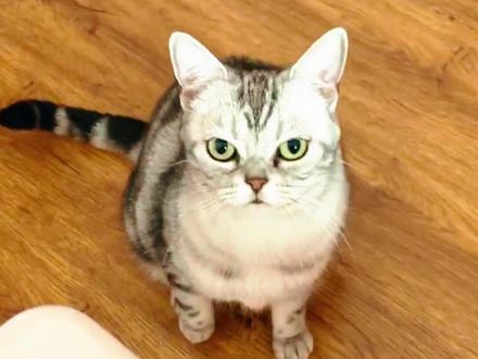 盘点动物被吓一跳的真实反应。 #动物 #吓一跳 #吓一跳的真实反应 #每日一笑 #看一遍笑一遍