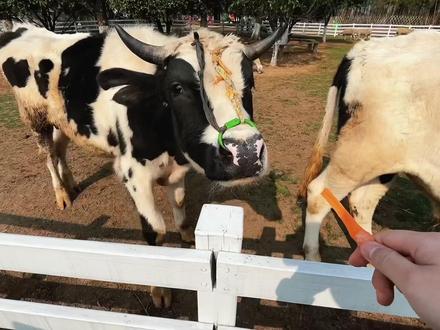 在兰溪花78元在露营能玩些什么?免景区门票🎫。下午茶☕️,露天电影, 篝火,户外音乐。还可以送一份胡萝卜,可以喂小羊和小牛体验感超级棒#露营#轻奢露营#兰溪沐野轻奢露营