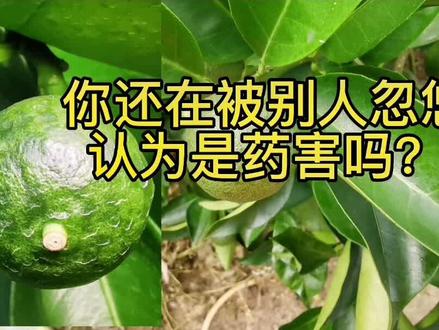 #柑橘种植 #来抖音学农技 连续tuiguang20年,一年几个亿的单品,越是诋毁越是火