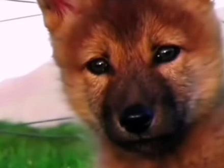 #重返狼群 我心里最意难平的并不是格神,格林虽然纠结了一生,但起码它有完整的狼生,三个月大英俊潇洒的福仔已经逃生,但返回救自己的小弟弟“小不点”,与盗猎者勇敢对峙被爆头,小小的身躯都还是孩子,真心无法释怀。视频2是格林伟大的父亲为养家(6个孩子)第一次盗羊的视频,围栏高两米叼着羊一越而过,堪称狼中豪杰。第二次盗羊被狼夹夹住,果断咬断自己前腿逃生,途中躲入简易石洞,就地仍然咬死一只猎狗,后被赶来的牧民乱刀从前方刺死,刺入喉咙的刀都无法拨出 被死死咬住。“我情比天高,我只是想活着,因为我有老婆与孩子”。
本来在家抚养儿子的格林母亲见丈夫已死,下山冲进羊群咬死12只羊报复,咬毒饵自尽,临死咬烂自己一身皮毛。
对了还有双截棍,咬断铁丝奔回了家,颈上的铁丝一直没办法解脱,格林多次回小木屋找妈妈解救,可惜几个月没有人影,门上全是狼爪印,双截棍就这样慢慢活活被勒死…#重返狼群#李微漪#亦风