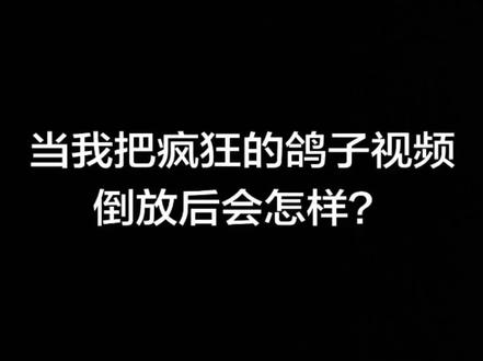 疯狂的鸽子视频原版和倒放版#疯狂的鸽子 #原版 #倒放版 #热梗
