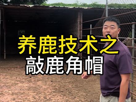 养鹿技术之敲鹿角帽#原创视频 #广东梅花鹿养殖