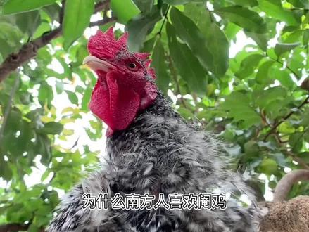为什么南方人喜欢阉鸡?而北方很少阉鸡?阉过的鸡更好吃吗?01