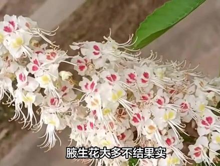 湖南发现“黄金藤”,总长40余米缠绕古树之上,专家:接近1000年