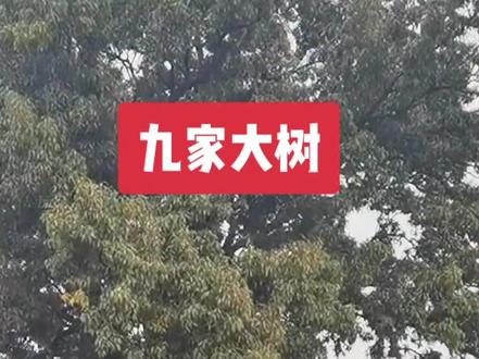 ##百年古树 九家大树#觉得可以请您点赞!谢谢!