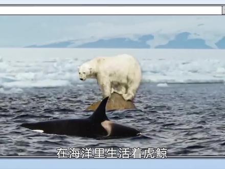 当虎鲸遇到饥饿的北极熊会发生什么?谁才是北极最强的顶尖掠食者