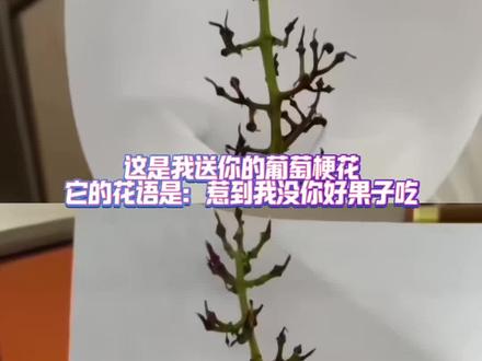 葡萄梗花的花语:惹到我没你好果子吃#葡萄花梗 #葡萄梗花 #花语 #520 #五月二十 素材灵感来源:@嗯嗯嗯嗯啊