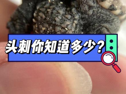 你玩明白头刺吗?#佛鳄龟 #佛鳄