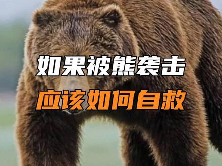 如果被熊袭击,应该如何自救? #动物 #熊 #冷知识 #自救 #野生动物 #科普