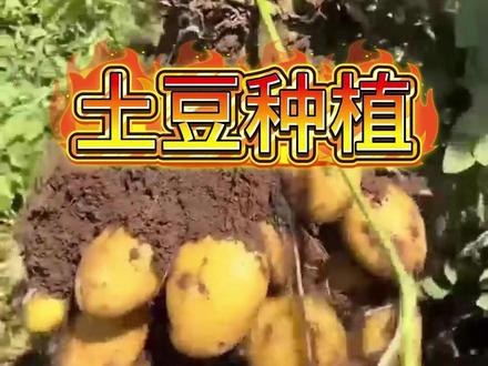 土霉素在土豆种植上,作用竟然这么大! #土豆 #种土豆 #土豆种植 #三农 #土豆高产