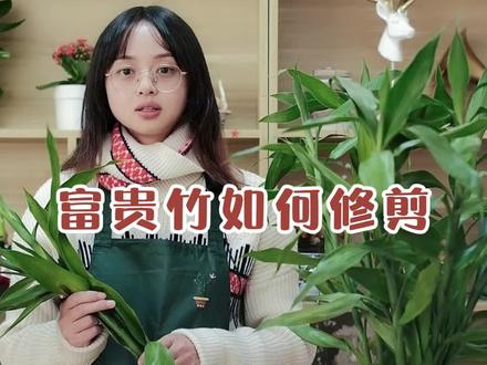 刚买回家的富贵竹,要如何修剪和养护?
#绿植 #室内绿植 #花卉绿植 #植物 #富贵竹 #水培富贵竹 #富贵竹怎么修剪 #切枝
