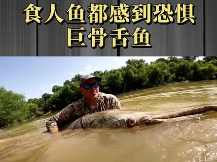 传闻连食人鱼都感到恐惧的巨骨舌鱼,到底有多可怕? #科普知识