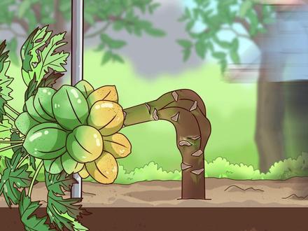 木瓜树“弯腰”后结的果子更多了?#矮化木瓜树#木瓜树#轻漫计划#万物皆可达#乡村守护人2023