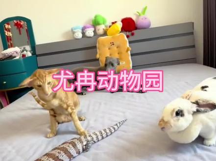 难道这就是家庭版的动物园?#家庭动物园 #萌宠 #抽象 #人物志