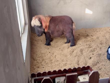 刚来的矮马太过分了,主人非常生气,决定2天后把它送走