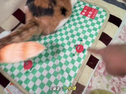 每天胖丫吃过饭就等着我给她开电热毯,上面给她铺一块小毯子睡在上面可舒服了……死丫头每天跟坐月子一样哈哈哈#宠物电热毯#三花猫#猫咪过冬神器#我镜头下小猫