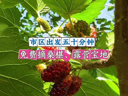 市区出发五十分钟,免费采摘桑椹、林间露营宝地推荐。#你的户外宝藏地 #创作者中心 #创作灵感