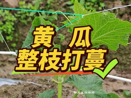 黄瓜怎么修剪,如何整枝打蔓
