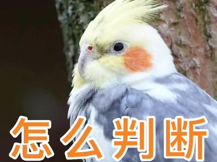 怎么判断鹦鹉身上有虫#鹦鹉日常 #鹦鹉虫
#鹦鹉养殖 #鹦鹉问题