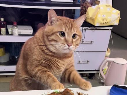 用红薯糊弄胖猫#萌宠 #吃货猫 #馋猫 #橘猫日常 #橘猪