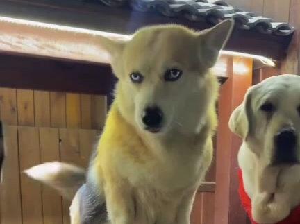 #周小帅的朋友圈 苏西怀孕了,孩子爸存疑