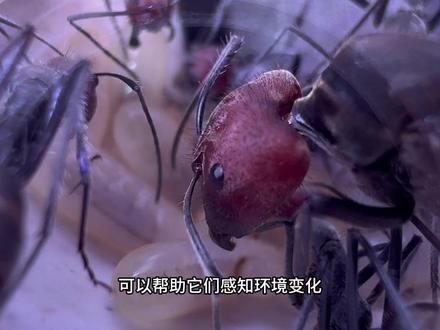 红头弓背蚁饲养方法#蚂蚁 #养蚂蚁 #红头弓背蚁