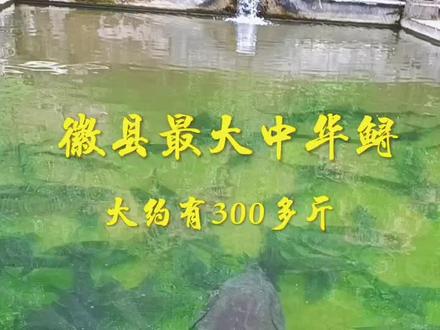 #鱼塘 #现场实拍 长这么大了还么见过这么大的鱼,今天终于亲眼见到了,还在我们徽县境内养着。