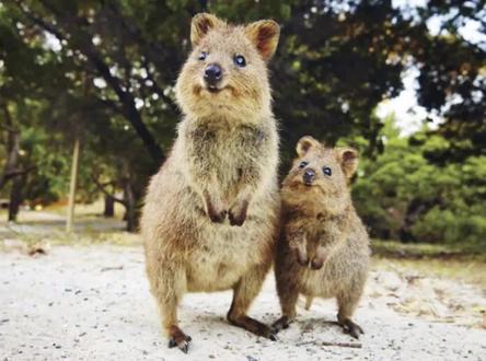 这样呆萌的袋鼠,你们见过吗?#短尾矮袋鼠 #动物成精 #科普 #动物的迷惑行为 #动物 #冷知识 @抖音小助手