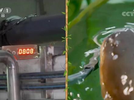 800伏高压电,实测电鳗威力瞬间!鳄鱼都被电倒了。