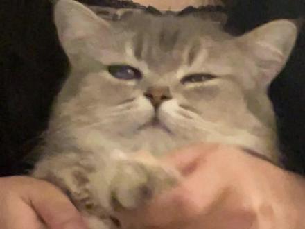 小猫爆改埃及艳后#玩猫丧志 #正经小猫 #猫咪 #黄金FF编舞 #狮狮