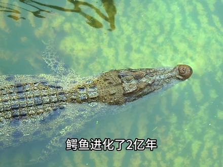 鳄鱼进化了2亿年,为什么几乎没有变化? #进化论 #科普 #恐龙