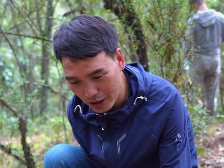 石灰菌和大白菌的区别来了,大白菌能吃。#新农人计划 #大自然的馈赠 #野生菌